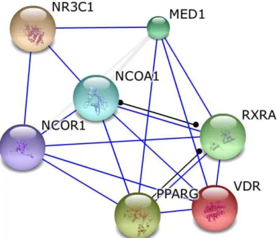 Figura 5 – Rede de interação entre VDR, PPARɣ, GR e outros genes. 