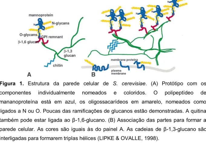 Figura 1. Estrutura da parede celular de S. cerevisiae. (A) Protótipo com os  componentes individualmente nomeados e coloridos