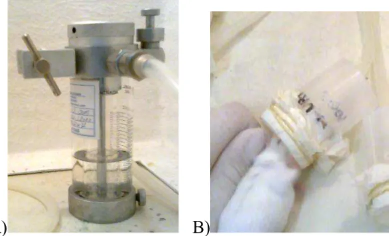 Figura  4:  Sistema  de  anestesia  por  isoflurano  A)  vaporizador  contendo  anestésico  líquido  acoplado  ao  balão  de  oxigênio  com  fluxo  regulável
