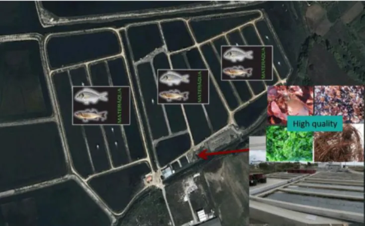 Figure 1  -  ALGAplus land-based IMTA tank system (ALGAplus website).