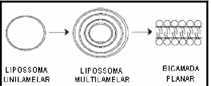 Figura  7:  Esquema  representativo  da  transição  de  estrutura  com  aumento  da  concentração  –  lipossoma  unilamelar  →  lipossoma  multilamelar  →  bicamada  planar  (SEGOTA; TEZAK, 2006)