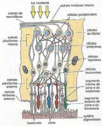 Figura 2. Desenho esquemático das camadas da retina. A luz entra na retina e atravessa 