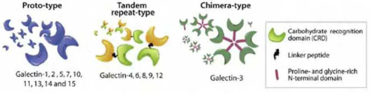 Figura 4. Subdivisão das galectinas baseada em sua organização estrutural. (Figura  modificada de Rabinovich e Croci, Immunity, 2012)