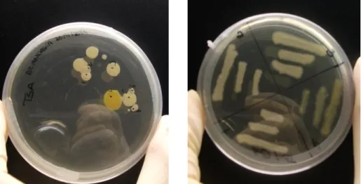 Fig. 8 Left image- Bacteria from P.perezi skin after growth; Right image- isolation step