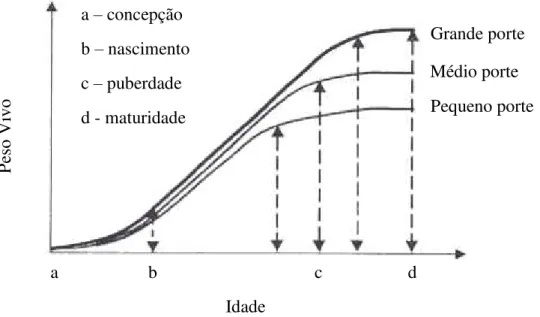 Figura 3 – Curva de crescimento de bovinos de diferentes “frame-size”. 