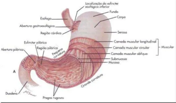 Figura 1. Anatomia do estômago.