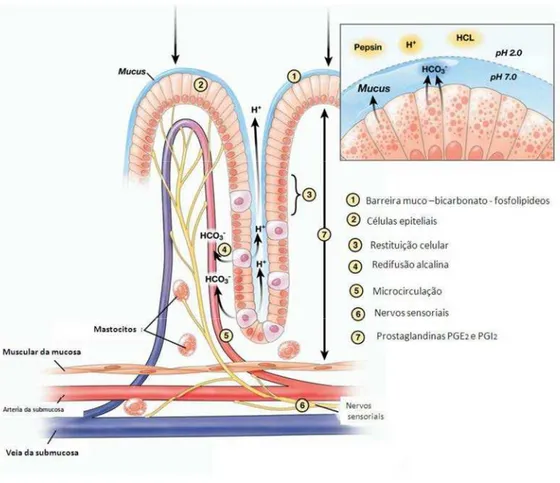 Figura 3. Esquema ilustrativo de fatores envolvidos na defesa da mucosa gástrica.