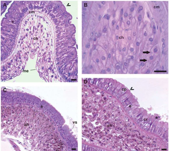 Figura 1. Secções histológicas do intestino médio do diplópodo R. padbergi coradas com  hematoxilina e eosina