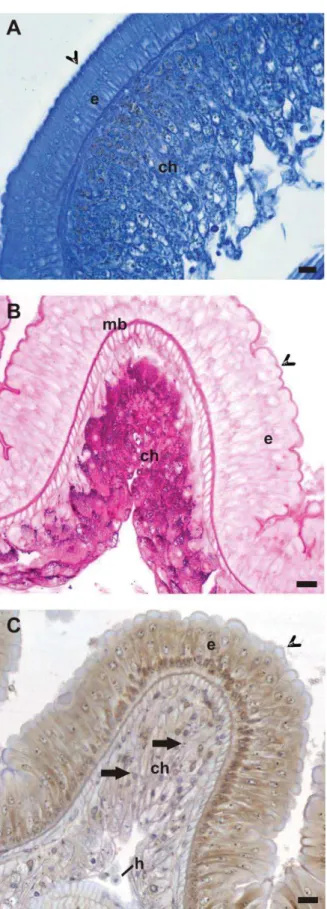 Figura 2. Secções histológicas do intestino médio do diplópodo R. padbergi submetidas a  técnica de azul de bromofenol (A), PAS (B) e von Kossa (C)