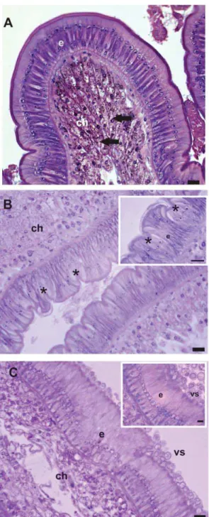 Figura 3. Secções histológicas do intestino médio do diplópodo R. padbergi  coradas   hematoxilina e eosina