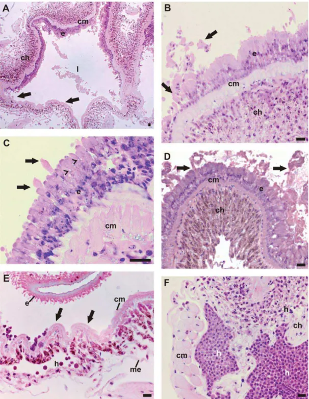 Figura 4. Secções histológicas do intestino médio do diplópodo R. padbergi coradas com  hematoxilina e eosina