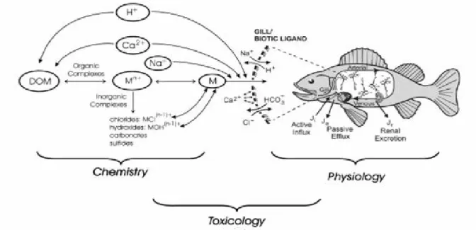 Figure 1.1– Schematic presentation of the BLM approach. Toxicity is a result  of the interaction between the chemical and the biological  components occurring in the aquatic environment (Paquin et al.,  2002)