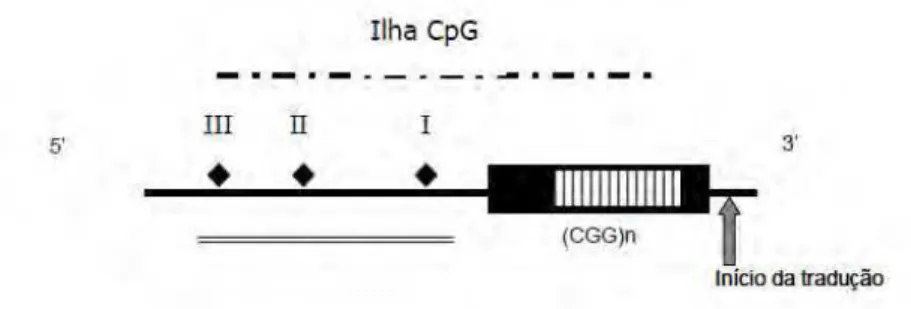 Figura 3. Representação esquemática da região inicial do gene FMR1 . O promotor do gene e a maior parte do  éxon 1 estão inseridos na ilha CpG indicada pela linha pontilhada