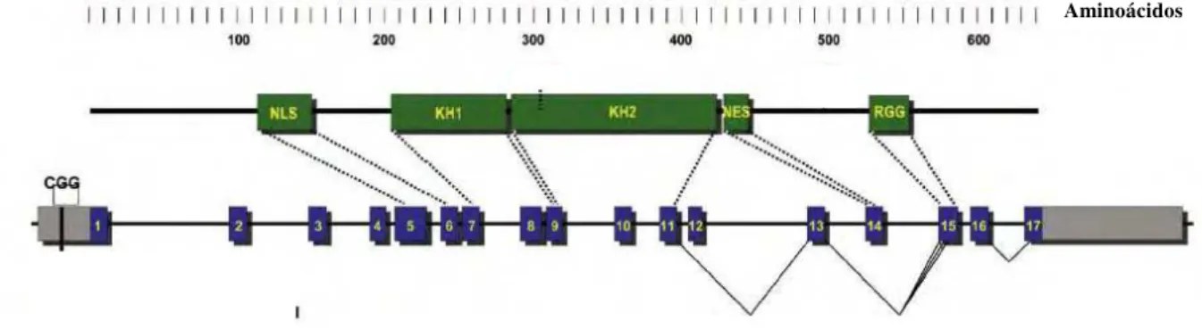 Figura 4.  Representação do gene FMR1  e da proteína FMRP. As caixas verdes indicam domínios da proteína  (NLS – sinal de localização nuclear; KH1 e KH2 – domínios ligantes de RNA; NES – sinal de exportação  nuclear; RGG – “box” RGG ligante de RNA