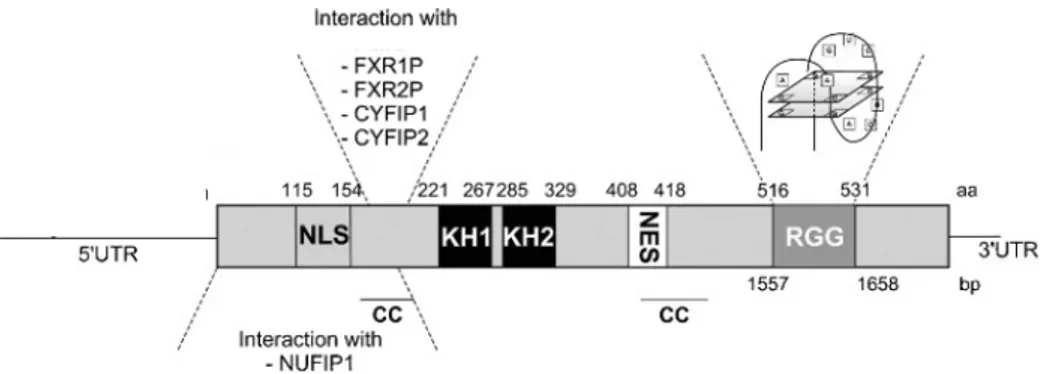 Figura 5. Representação esquemática do mRNA do gene FMR1   e da proteína FMRP. Os sítios (CC) de  interação com proteínas e as proteínas que interagem com a FMRP são visualizados