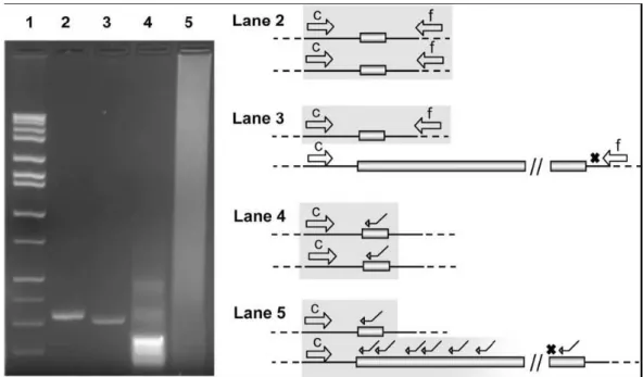 Figura 6. Esquema do método da 2 a  PCR para resolver a aparente homozigose de mulheres