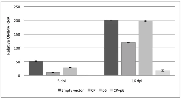Figure  3.  Disease  severity  of  plants  (10  biological  replicates)  expressing  OMMV  CP,  OMMV  p6,  OMMVCP + p6, and negative control at  two dpi, five dpi, 10 dpi, and 16 days after inoculation of  OMMV