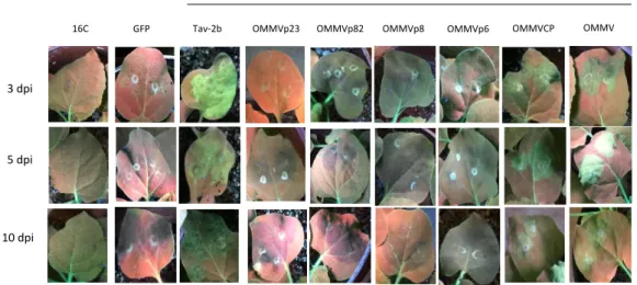 Figure 1. Visual observation of leaves from transgenic  N. benthamiana 16C plants under UV light at  three,  five,  and  10  days  post-infiltration  (dpi)