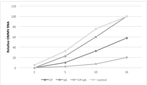 Figure 3. Disease severity of plants (10 biological replicates) expressing OMMV CP, OMMV p6, OMMVCP + p6, and negative control at two dpi, five dpi, 10 dpi, and 16 days after inoculation of OMMV.