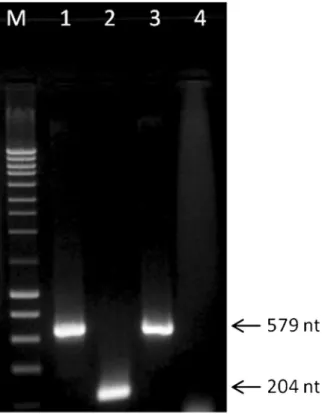 Table 1 ‘ In vitro ’ transmission efficiency of OMMV, OLV-1 and TNV-D, in the presence/absence of O