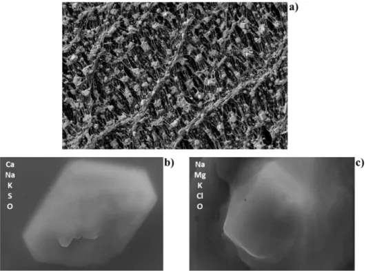 Figure 3. SEM images of different atmospheric particles with aerodynamic diameter  less  than 2.5μm (photos by courtesy of ORGANOSOL research project,  PTDC/CTE-ATM/118551/2010, https://organosolproject.wordpress.com/)