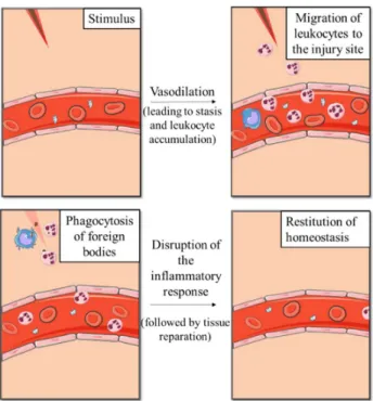 Figure 5. Schematic representation of main events of the inflammatory process. Figure made  using the Servier Medical Art (“Powerpoint image bank | Servier,” ) 