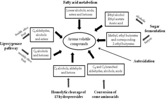 Fig. 1. The main pathways involved in the formation of the volatile profile of high quality  virgin olive oils