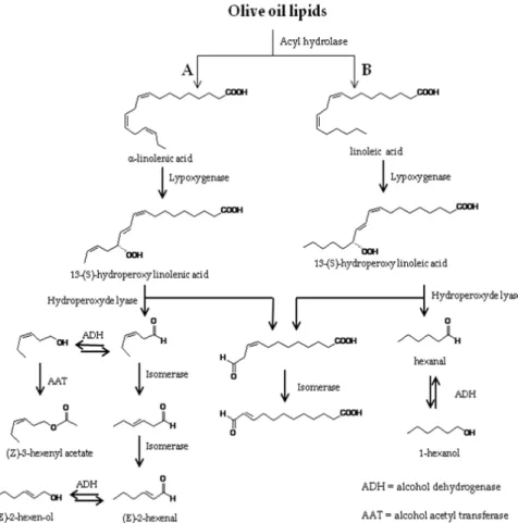Fig. 2. Lypoxygenase pathway for the formation of major volatile compounds. (Source: 