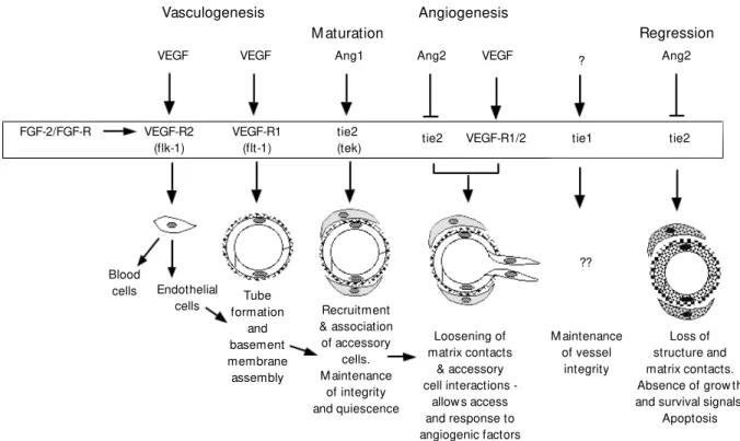 Figure 1 - Regulation of vessel formation. Diagram depicts the various phases of vascular development, the multiple grow th factors impinging on endothelial cells (basic fibroblast grow th factor (FGF-2), vascular endothelial grow th factor (VEGF), angiopo