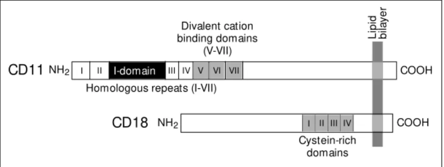 Figure 2 - Schematic structure of a leukocyte CD11/CD18 integrin. The  a -chains (CD11) contain 7 homologous repeats and the important binding domain (I)