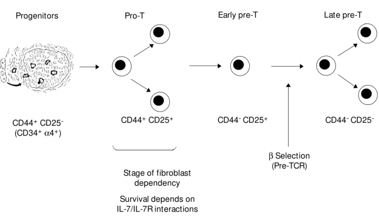 Figure 1 - Stages of double negative (CD4 - 8 - )  a ß T cell development. The CD44 +  stage requires both fibroblast/ECM  interactions w ith developing thymocytes as w ell as IL-7/IL-7R interactions.