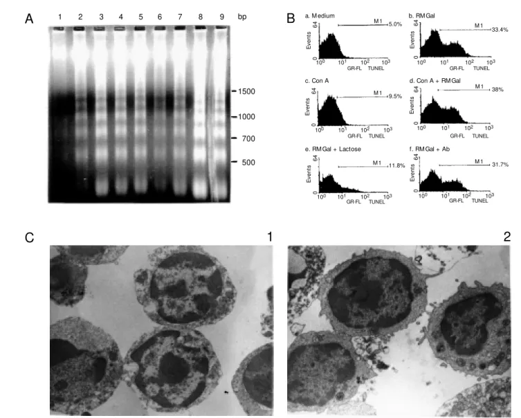 Figure 2 - Rat macrophage galectin induces apoptosis of T cells. A, Electrophoretic analysis of internucleosomal DNA fragmentation induced by RM Gal