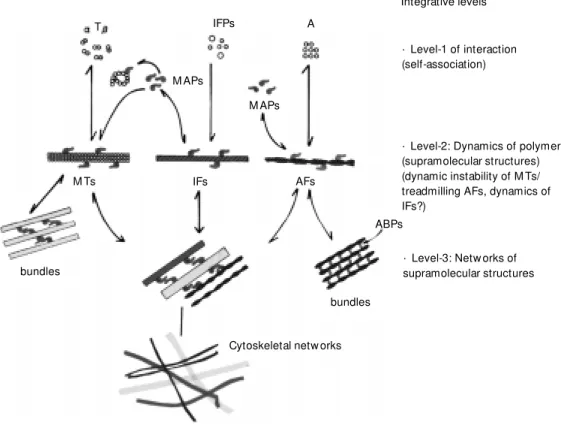 Figure 1 - Simplified scheme show ing the three integrative levels in the process by w hich macromolecular units assemble into cytoskeletal polymers, and their association to form   su-pramolecular structures, mainly bundles of these polymers, and netw ork