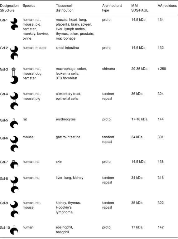 Table 1 - Galectin family: properties and tissue distribution.