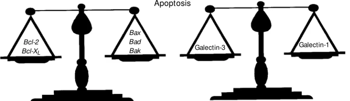 Figure 1 - Galectins-1 and -3: a novel paradigm in the regulation of programmed cell death