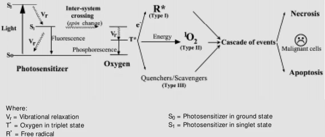 Figure 1 - Photodynamic therapy process.