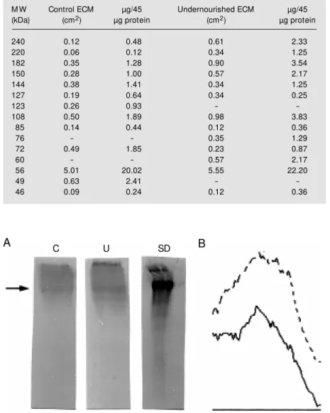 Figure 2 - Western blot reaction against fibronectin. Samples (45 µg/lane for lanes U and C and 1.5 µg of commercial fibronectin, lane SD) w ere separated by SDS-PAGE under reducing conditions follow ed by electrotransfer onto nitrocellulose membranes for 