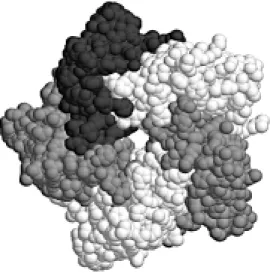 Figure 2 - Space-fill model of the pentameric  Brucella lumazine synthase.