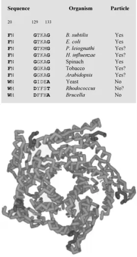 Figure 4 - Structural basis for the use of Brucella lumazine  syn-thase as a carrier for displaying other immunogenic peptides from bacterial proteins