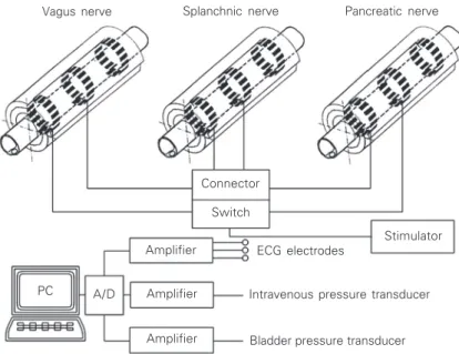 Figure 3. Schematic diagram illustrating an animal experiment in which the vagus, splanch- splanch-nic and pancreatic nerves were stimulated.