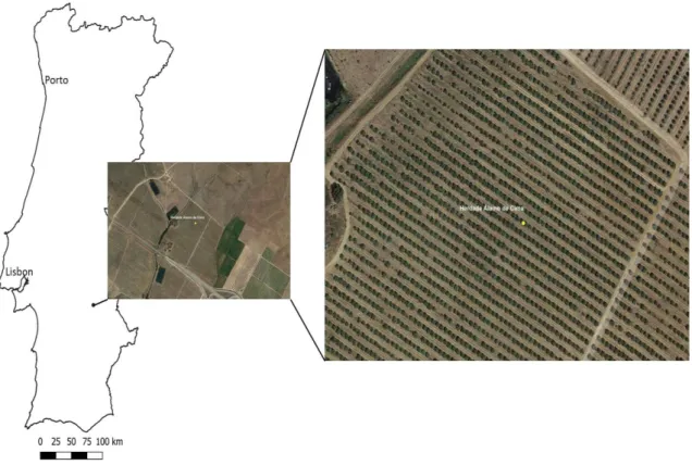 Figure  1.  Location of  the  study area  in  southe rn  Portugal  (a)  with  ide ntification of  the   inte nsive  comme rcial olive  orchard at the He rdade  Á lamo de  Cima near Évora  (38°29′49.44″ N, 7°45′8.83″ W  altitude  75 m), in the  Ale nte jo r