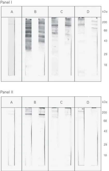 Figure 1. Western blot of sera from patients with chagasic (Panel I) and non-chagasic (Panel II) heart disease using T