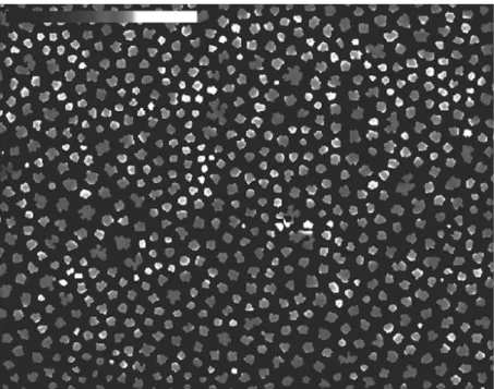 Figure 8. Repulsive electrostatic energy between enzymatically generated domains. Inten- Inten-sity-coded representation of repulsive electrostatic energy between ceramide-enriched domains generated by sphingomyelinase at t3" < t < t4 (see also F