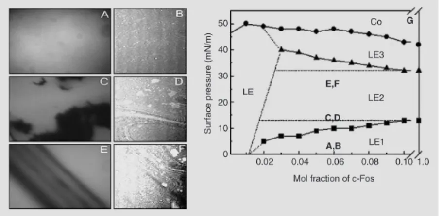 Figure 5. Surface pressure- and composition-induced phase transitions by c-Fos of mixed films with phosphatidylinositol biphosphate (PIP 2 )