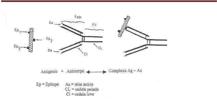 Figura 1 - Reacção antigénio - anticorpo (Bergere, 1991) 