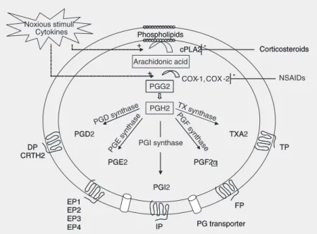 Figure 2. Biosynthesis of prostanoids. The biosynthesis of prostanoids begins when phos- phos-pholipases break down cell membrane phospholipids into arachidonic acid, which is the substrate for the prostaglandin H (PGH) synthases (also known as cyclooxygen