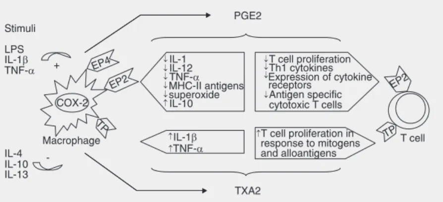 Figure 3. Effects of prostanoids on immune cells. Schematic drawing depicting the genera- genera-tion of prostanoids by antigen-presenting cells (APCs), represented here by a macrophage, and the subsequent actions of these prostanoids on APCs and T cells