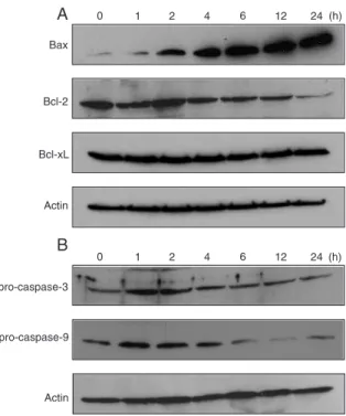 Figure 4. Enhanced serine phosphorylation of p53 in HT-29 cells by treatment with curcumin