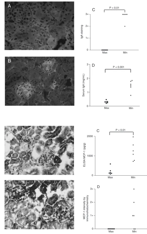Figure 3. A, Negative staining for monocyte chemoattractant protein-1 (MCP-1) in maximal acute inflammatory response (AIRmax) mice (360X)