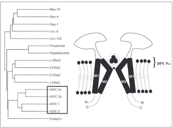 Figure 1. Amiloride-sensitive sodium channels. The homology tree on the left shows the relationship of acid- acid-sensing ion channels (ASICs) to other members of the epithelial sodium channels and degenerins (ENaC-Deg) family